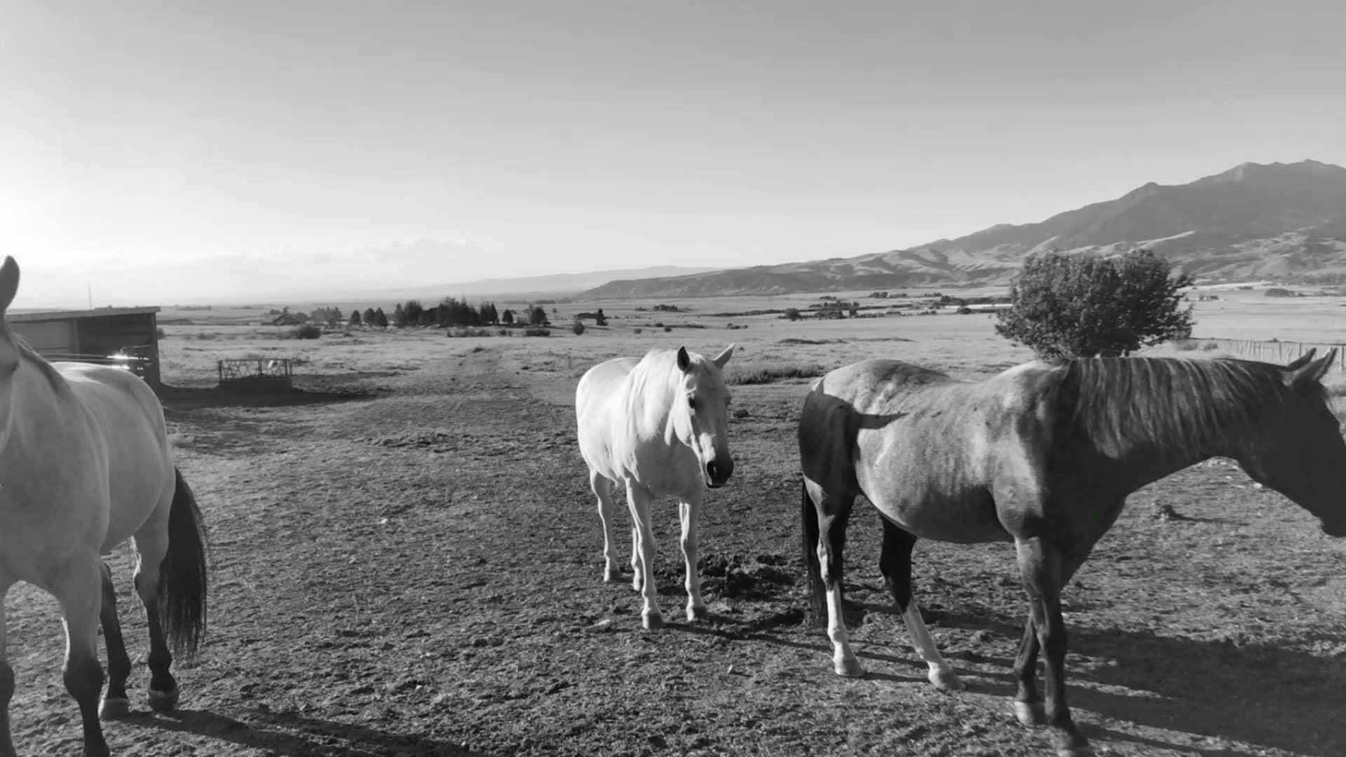 rocky-mountains-horses_6d7429b0-210e-44b7-a673-d4fa481fb5aa.jpg